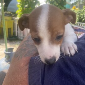 Jack Russell - Bitches
