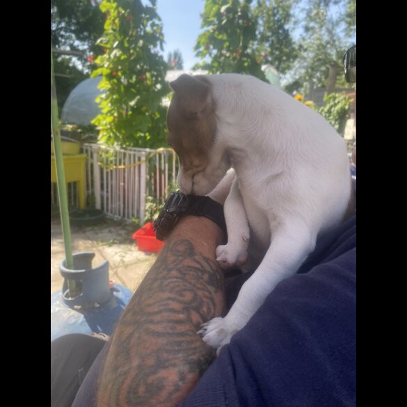 Jack Russell - Bitches