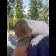 Jack Russell - Bitches