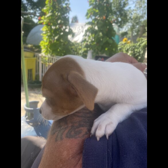 Jack Russell - Bitches