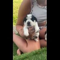 Jack Russell - Both