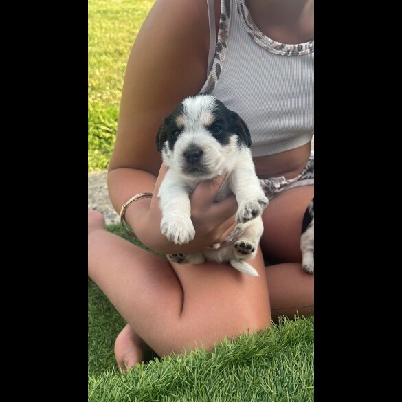 Jack Russell - Both