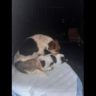 Jack Russell - Both