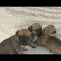 Jack Russell - Bitches