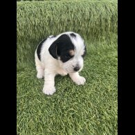 Jack Russell - Both