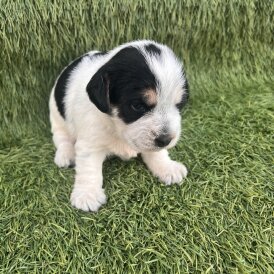 Jack Russell - Both