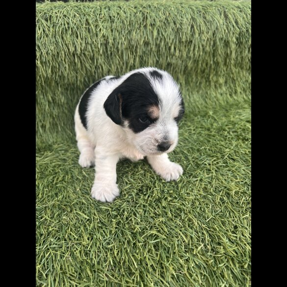 Jack Russell - Both