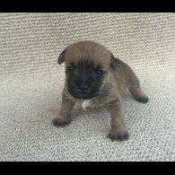 Jack Russell - Bitches