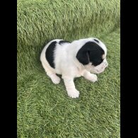 Jack Russell - Both