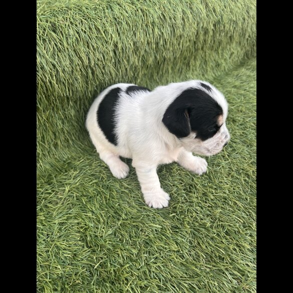 Jack Russell - Both