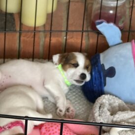 Jack Russell - Both