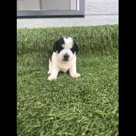 Jack Russell - Both