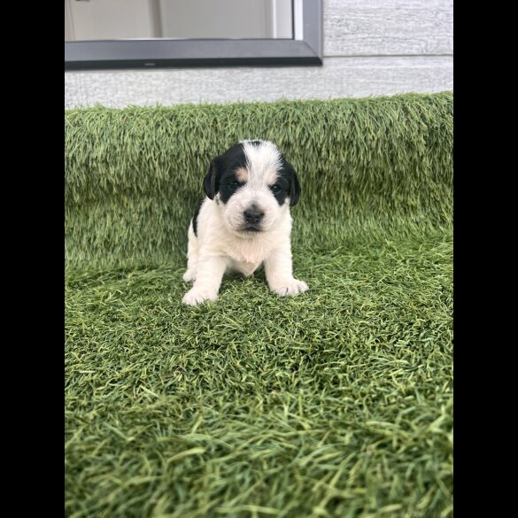 Jack Russell - Both