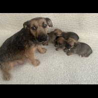 Jack Russell - Bitches