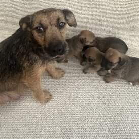 Jack Russell - Bitches