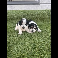 Jack Russell - Both