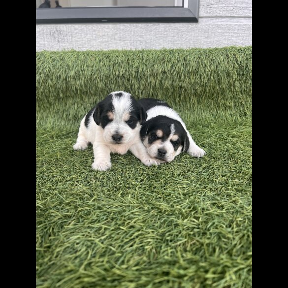 Jack Russell - Both