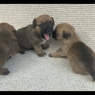 Jack Russell - Bitches