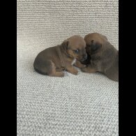 Jack Russell - Bitches