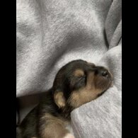 Jack Russell - Both