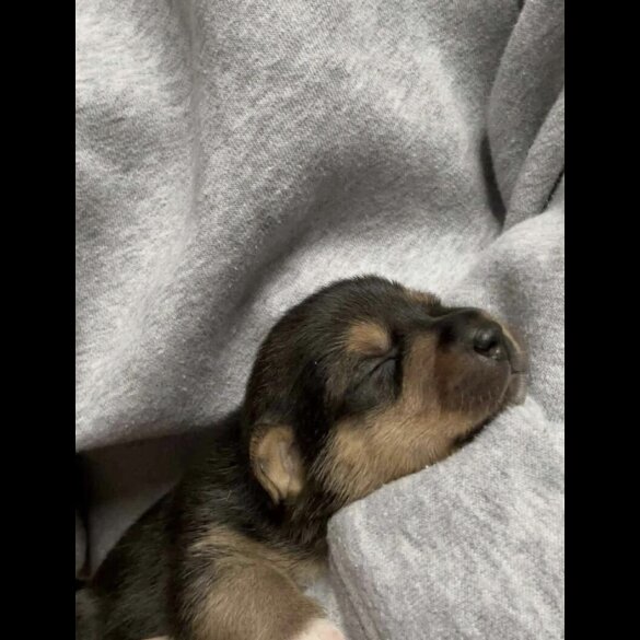 Jack Russell - Both