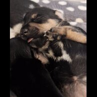 Jack Russell - Both