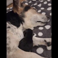 Jack Russell - Both