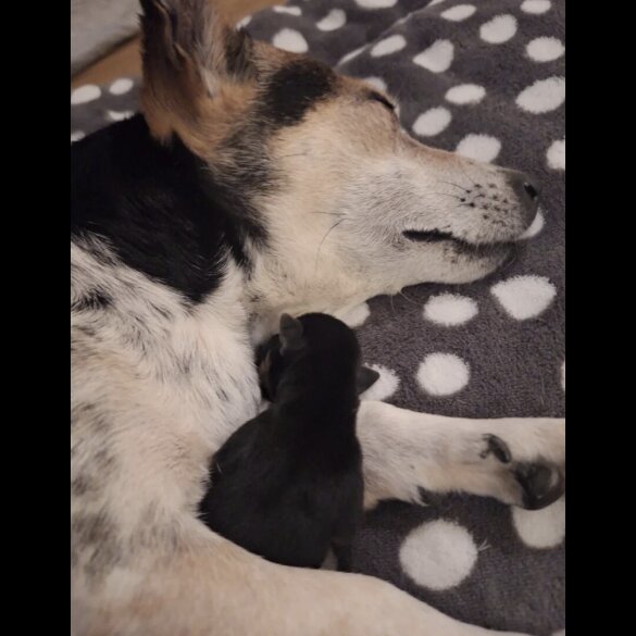 Jack Russell - Both