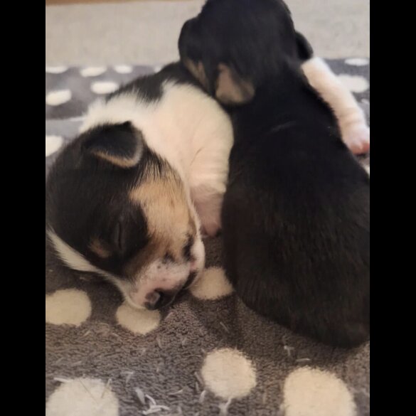Jack Russell - Both