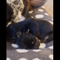 Jack Russell - Both