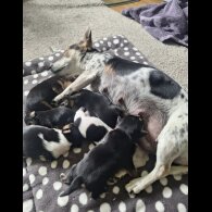Jack Russell - Both