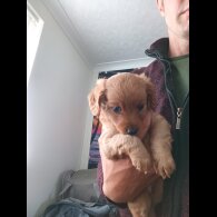 Mixed Breed - Both