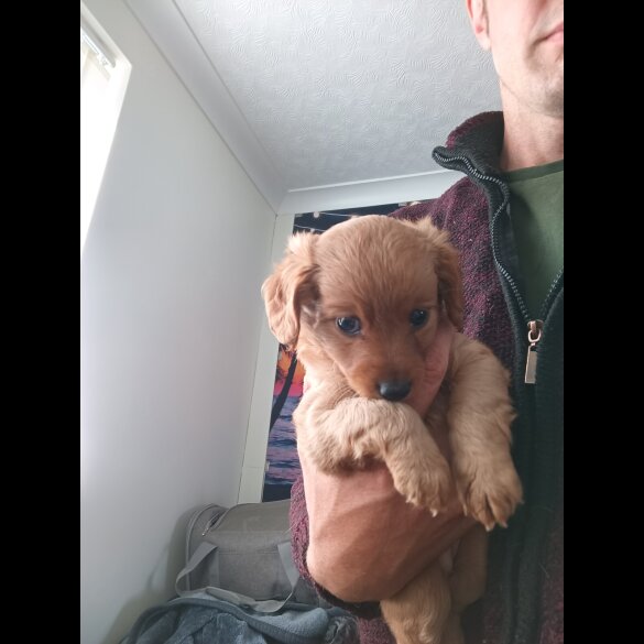 Mixed Breed - Both