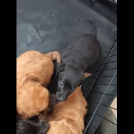 Mixed Breed - Both