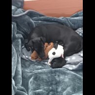 Mixed Breed - Both