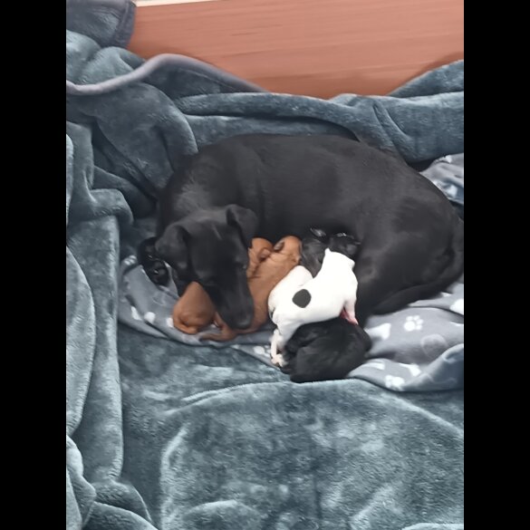 Mixed Breed - Both