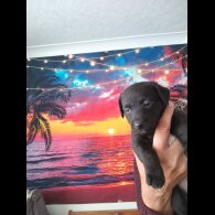 Mixed Breed - Both