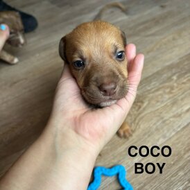 Mixed Breed - Both
