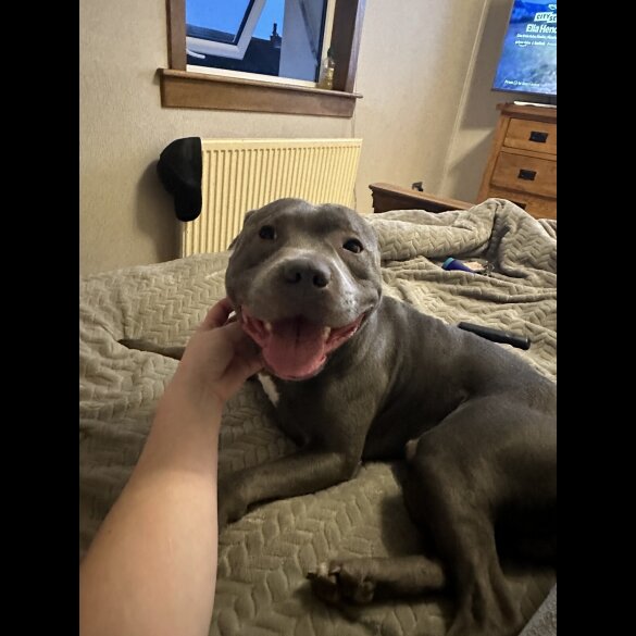 Staffordshire Bull Terrier