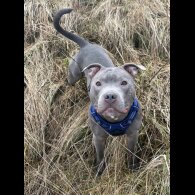 Staffordshire Bull Terrier