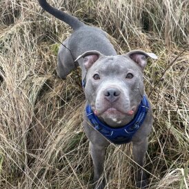 Staffordshire Bull Terrier