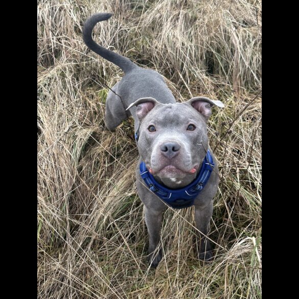 Staffordshire Bull Terrier