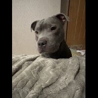 Staffordshire Bull Terrier