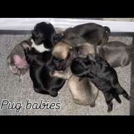 Pug - Both