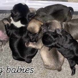 Pug - Both