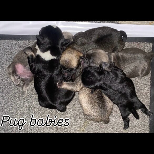 Pug - Both