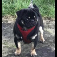 Pug - Both