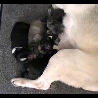Pug - Both