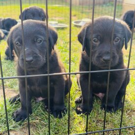 Labrador Retriever - Both