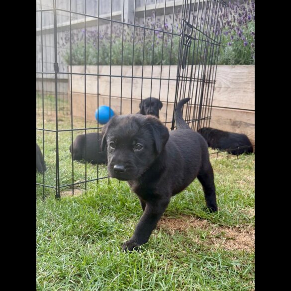 Labrador Retriever - Both